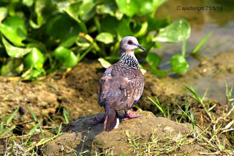 Spotted Dove फाक्ता। चित्र सर्वाधिकार: आजाद सिंह, © Ajad Singh, सरयू आर्द्र भूमि, माझा, अयोध्या, फैजाबाद, उत्तर प्रदेश, May 05, 2018