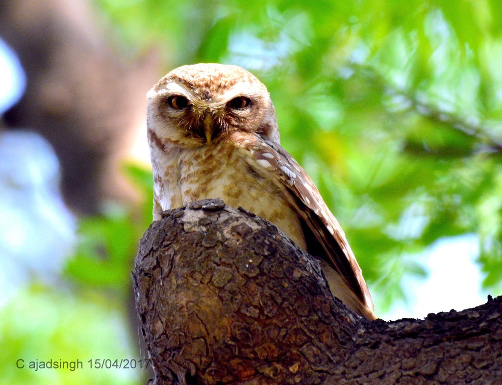 Spotted Owlet उल्लू। चित्र सर्वाधिकार: आजाद सिंह, © Ajad Singh, सरयू आर्द्र भूमि, माझा, अयोध्या, फैजाबाद, उत्तर प्रदेश, April 04, 2017