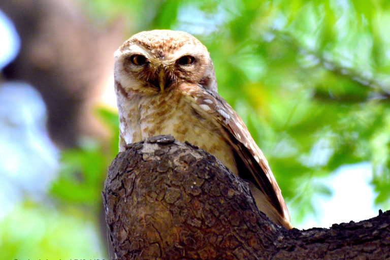 Spotted Owlet उल्लू। चित्र सर्वाधिकार: आजाद सिंह, © Ajad Singh, सरयू आर्द्र भूमि, माझा, अयोध्या, फैजाबाद, उत्तर प्रदेश, April 04, 2017