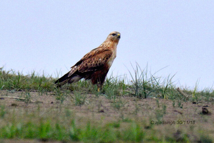 Long-Legged Buzzard मुसमार चित्र सर्वाधिकार: आजाद सिंह, © Ajad Singh, सरयू आर्द्र भूमि, माझा, अयोध्या, फैजाबाद, उत्तर प्रदेश, November 30, 2018