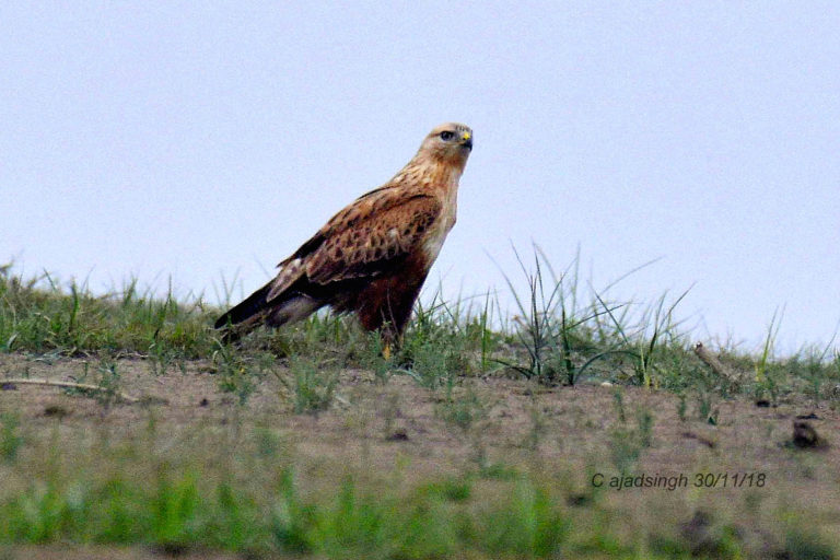 Long-Legged Buzzard मुसमार चित्र सर्वाधिकार: आजाद सिंह, © Ajad Singh, सरयू आर्द्र भूमि, माझा, अयोध्या, फैजाबाद, उत्तर प्रदेश, November 30, 2018
