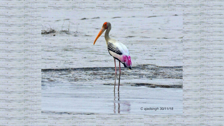 Painted Stork जांघिल। चित्र सर्वाधिकार: आजाद सिंह, © Ajad Singh, सरयू आर्द्र भूमि, माझा, अयोध्या, फैजाबाद, उत्तर प्रदेश, November 30, 2018