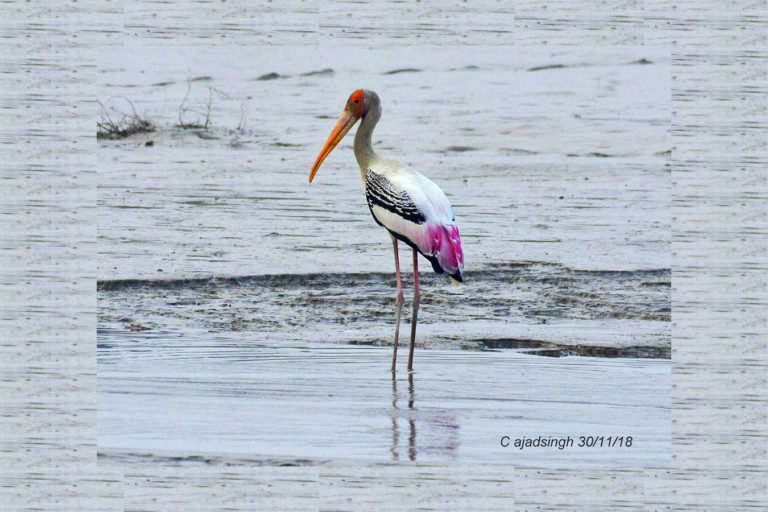 Painted Stork जांघिल। चित्र सर्वाधिकार: आजाद सिंह, © Ajad Singh, सरयू आर्द्र भूमि, माझा, अयोध्या, फैजाबाद, उत्तर प्रदेश, November 30, 2018