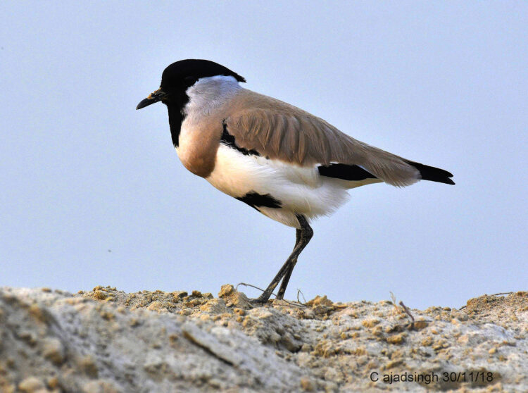 River Lapwing नदी टिट्टिभ चित्र सर्वाधिकार: आजाद सिंह, © Ajad Singh, सरयू आर्द्र भूमि, माझा, अयोध्या, फैजाबाद, उत्तर प्रदेश, November 30, 2018
