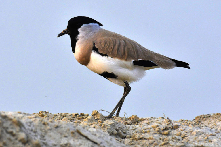 River Lapwing नदी टिट्टिभ चित्र सर्वाधिकार: आजाद सिंह, © Ajad Singh, सरयू आर्द्र भूमि, माझा, अयोध्या, फैजाबाद, उत्तर प्रदेश, November 30, 2018