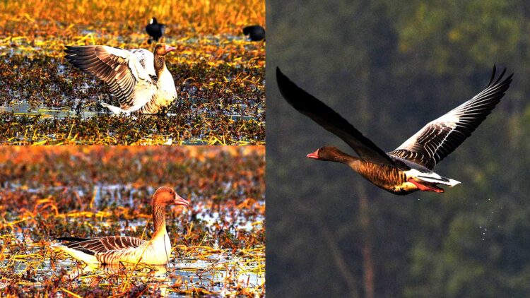 Greylag Goose कलहंस, चित्र सर्वाधिकार: आजाद सिंह, © Ajad Singh, समदा झील, सोहावल, अयोध्या, फैजाबाद, उत्तर प्रदेश, January 19, 2019 & January 20, 2019