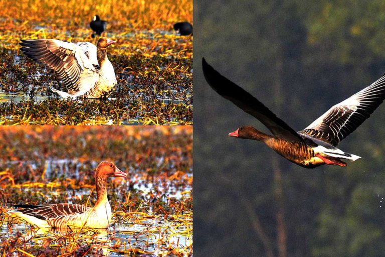 Greylag Goose कलहंस, चित्र सर्वाधिकार: आजाद सिंह, © Ajad Singh, समदा झील, सोहावल, अयोध्या, फैजाबाद, उत्तर प्रदेश, January 19, 2019 & January 20, 2019