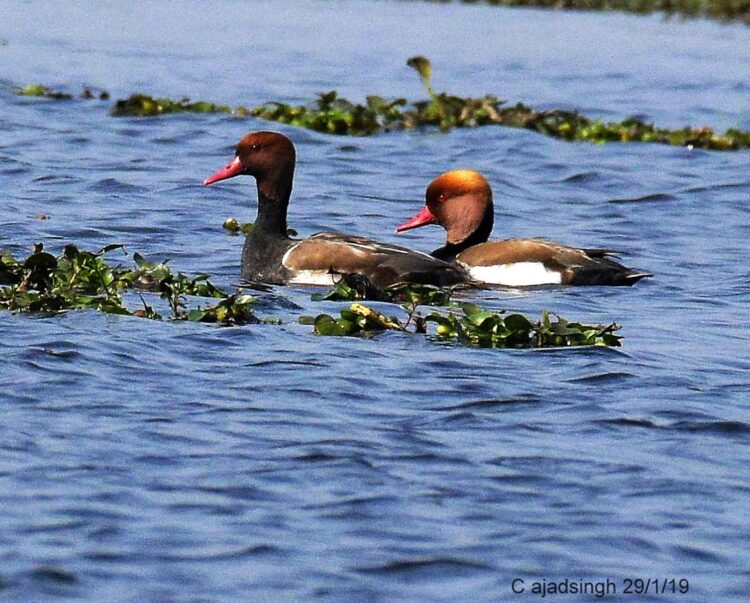 Red-crested Pochard (Male) लालसर (नर), चित्र सर्वाधिकार: आजाद सिंह, © Ajad Singh, समदा झील, सोहावल, अयोध्या, फैजाबाद, उत्तर प्रदेश, January 29, 2019