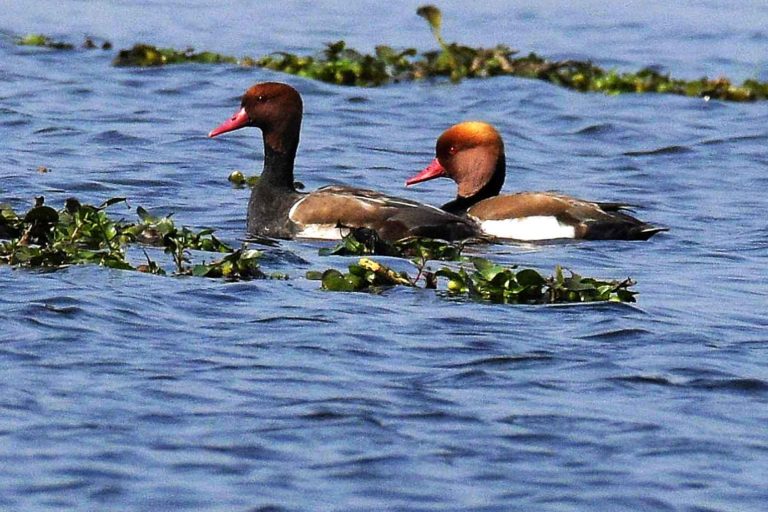 Red-crested Pochard (Male) लालसर (नर), चित्र सर्वाधिकार: आजाद सिंह, © Ajad Singh, समदा झील, सोहावल, अयोध्या, फैजाबाद, उत्तर प्रदेश, January 29, 2019