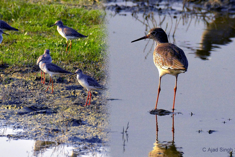 Common Redshank सुरमा, चित्र सर्वाधिकार: आजाद सिंह, © Ajad Singh, सरयू आर्द्र भूमि, माझा, अयोध्या, फैजाबाद, उत्तर प्रदेश, December 02, 2018