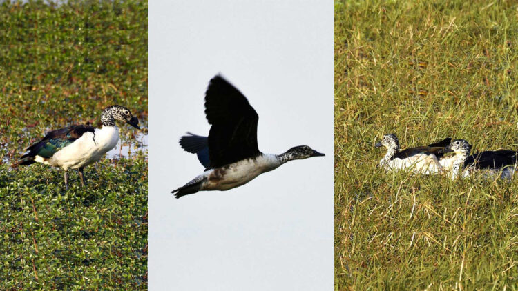 Knob-Billed Duck नकटा, चित्र सर्वाधिकार: आजाद सिंह, © Ajad Singh, समदा झील, सुचित्तागंज, अयोध्या, फैजाबाद, उत्तर प्रदेश, March 10, 2019