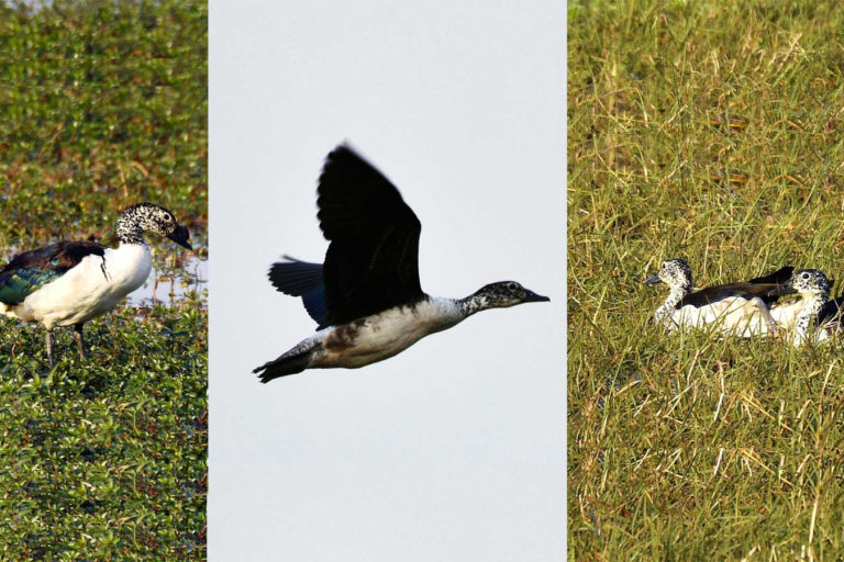 Knob-Billed Duck नकटा, चित्र सर्वाधिकार: आजाद सिंह, © Ajad Singh, समदा झील, सुचित्तागंज, अयोध्या, फैजाबाद, उत्तर प्रदेश, March 10, 2019