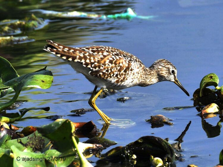 Wood Sandpiper चुपका। चित्र सर्वाधिकार: आजाद सिंह, © Ajad Singh, सरयू आर्द्र भूमि, माझा, अयोध्या, फैजाबाद, उत्तर प्रदेश, मार्च 30, 2019