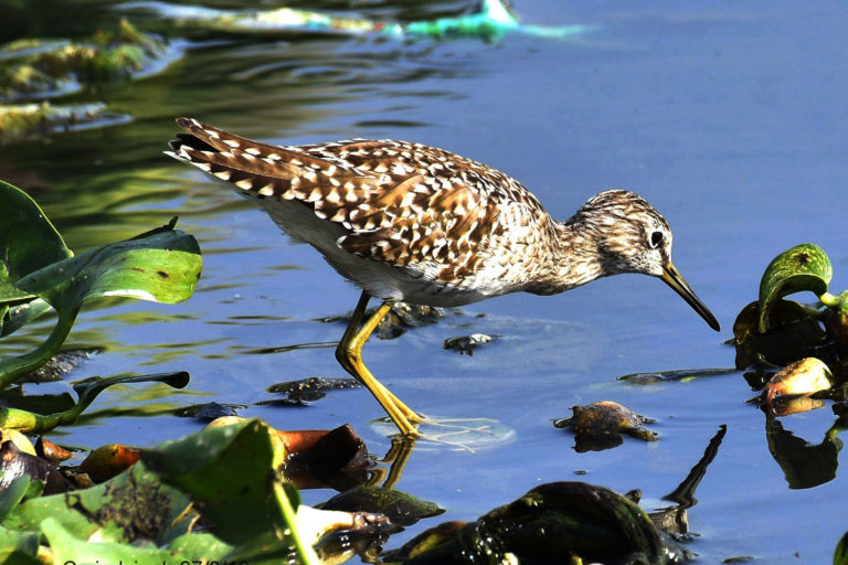 Wood Sandpiper चुपका। चित्र सर्वाधिकार: आजाद सिंह, © Ajad Singh, सरयू आर्द्र भूमि, माझा, अयोध्या, फैजाबाद, उत्तर प्रदेश, मार्च 30, 2019