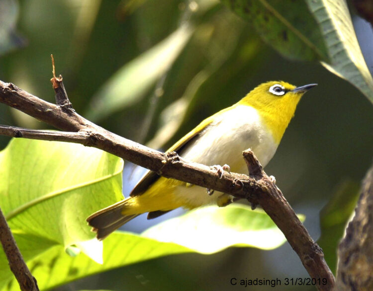 Indian White-Eye बबूना, चित्र सर्वाधिकार: आजाद सिंह, © Ajad Singh, गुप्तार घाट, कम्पनी गार्डन, अयोध्या, फैजाबाद, उत्तर प्रदेश, March 31, 2019