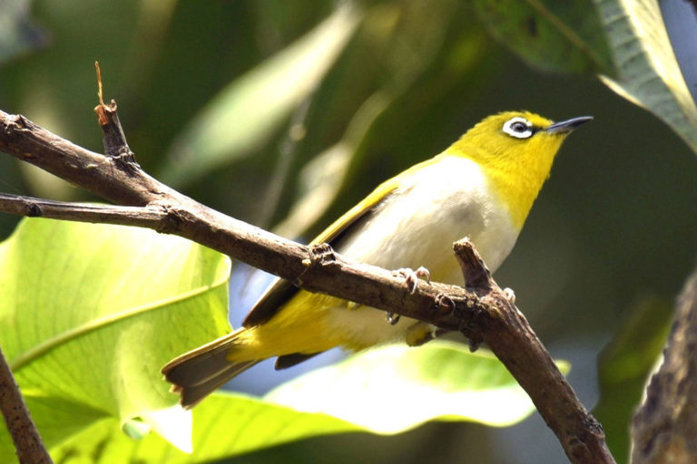 Indian White-Eye बबूना, चित्र सर्वाधिकार: आजाद सिंह, © Ajad Singh, गुप्तार घाट, कम्पनी गार्डन, अयोध्या, फैजाबाद, उत्तर प्रदेश, March 31, 2019