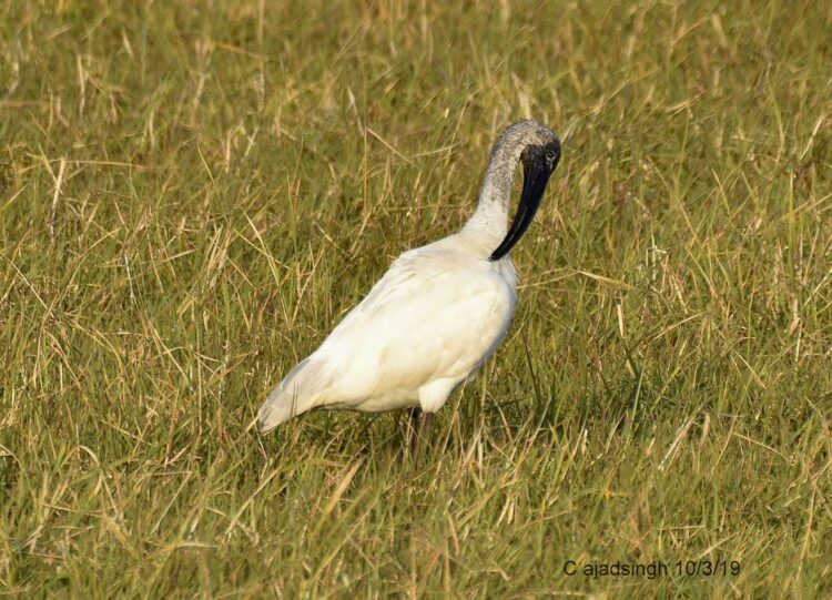 Indian White Ibis कचाटोर, चित्र सर्वाधिकार: आजाद सिंह, © Ajad Singh, समदा झील, सुचित्तागंज, अयोध्या, फैजाबाद, उत्तर प्रदेश, March 10, 2019