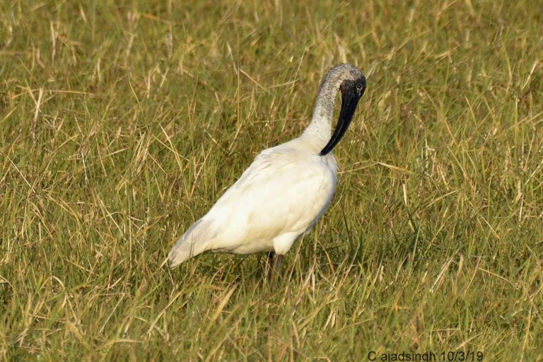 Indian White Ibis कचाटोर, चित्र सर्वाधिकार: आजाद सिंह, © Ajad Singh, समदा झील, सुचित्तागंज, अयोध्या, फैजाबाद, उत्तर प्रदेश, March 10, 2019