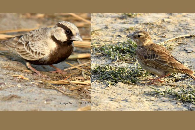 Ashy-Crowned Sparrow Lark देयोरा। चित्र सर्वाधिकार: आजाद सिंह, © Ajad Singh, सरयू आर्द्र भूमि, माझा, अयोध्या, फैजाबाद, उत्तर प्रदेश, November 11, 2017