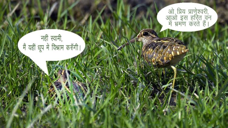 Greater Painted Snipe ओहारी। मादा (बैठे हुए), नर (खड़े हुए) चित्र सर्वाधिकार: आजाद सिंह, © Ajad Singh, सरयू आर्द्र भूमि, माझा, अयोध्या, फैजाबाद, उत्तर प्रदेश, May 21, 2019