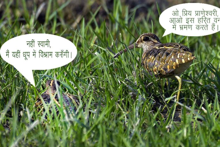 Greater Painted Snipe ओहारी। मादा (बैठे हुए), नर (खड़े हुए) चित्र सर्वाधिकार: आजाद सिंह, © Ajad Singh, सरयू आर्द्र भूमि, माझा, अयोध्या, फैजाबाद, उत्तर प्रदेश, May 21, 2019