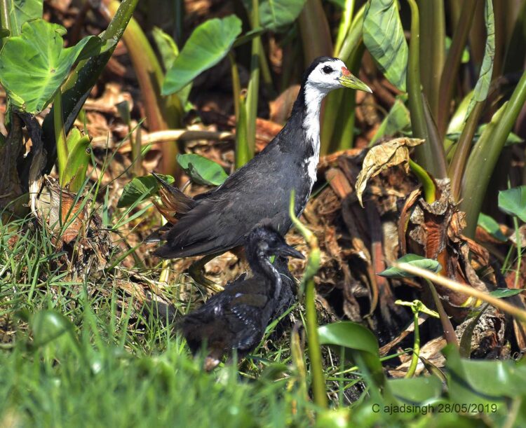 White-Breasted Waterhen जलमुर्गी। चित्र सर्वाधिकार : आजाद सिंह, © Ajad Singh, सरयू आर्द्र भूमि, माझा, अयोध्या, फैजाबाद, उत्तर प्रदेश, May 28, 2019