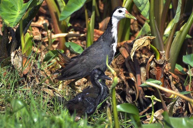 White-Breasted Waterhen जलमुर्गी। चित्र सर्वाधिकार : आजाद सिंह, © Ajad Singh, सरयू आर्द्र भूमि, माझा, अयोध्या, फैजाबाद, उत्तर प्रदेश, May 28, 2019