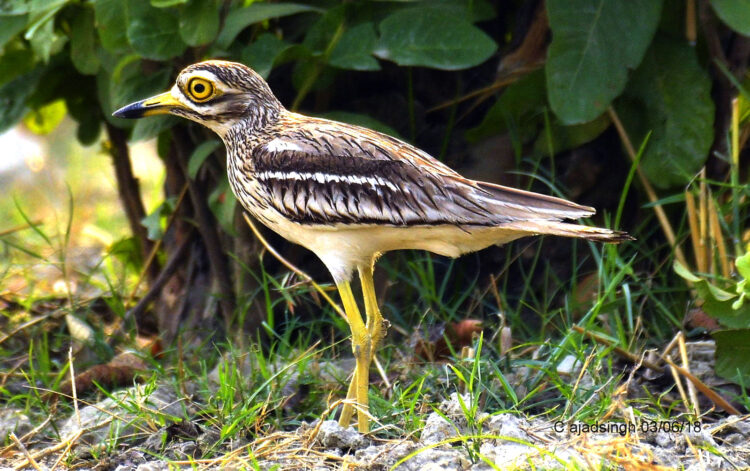Indian Stone-Curlew कर्वानक। चित्र सर्वाधिकार: आजाद सिंह, © Ajad Singh, सरयू आर्द्र भूमि, माझा, अयोध्या, फैजाबाद, उत्तर प्रदेश, June 03, 2018
