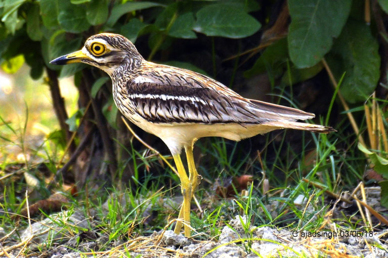 Indian Stone-Curlew कर्वानक। चित्र सर्वाधिकार: आजाद सिंह, © Ajad Singh, सरयू आर्द्र भूमि, माझा, अयोध्या, फैजाबाद, उत्तर प्रदेश, June 03, 2018