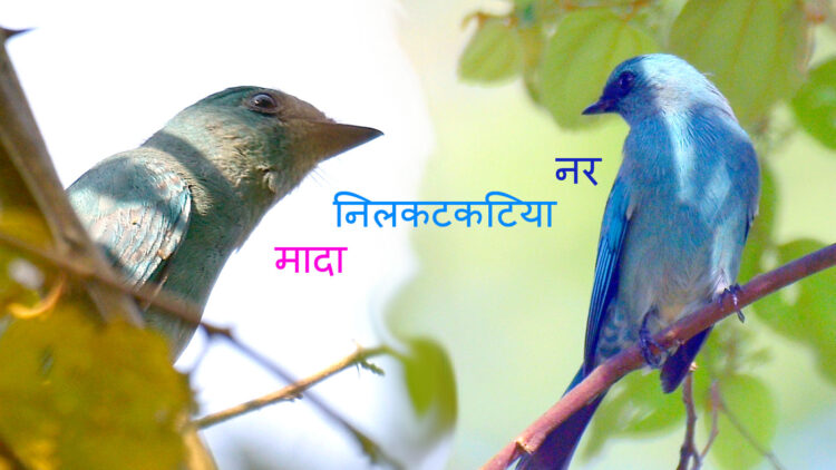 Verditer Flycatcher निलकटकटिया, चित्र सर्वाधिकार: आजाद सिंह, © Ajad Singh, गुप्तार घाट, कम्पनी गार्डन, अयोध्या, फैजाबाद, उत्तर प्रदेश, October 07, 2018