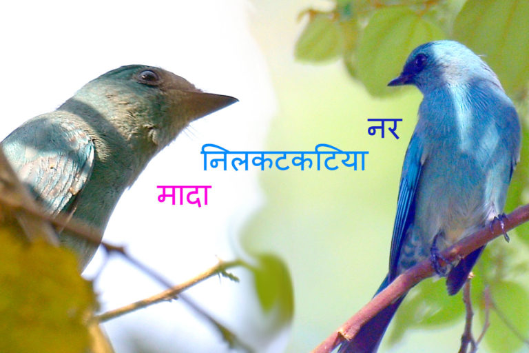 Verditer Flycatcher निलकटकटिया, चित्र सर्वाधिकार: आजाद सिंह, © Ajad Singh, गुप्तार घाट, कम्पनी गार्डन, अयोध्या, फैजाबाद, उत्तर प्रदेश, October 07, 2018