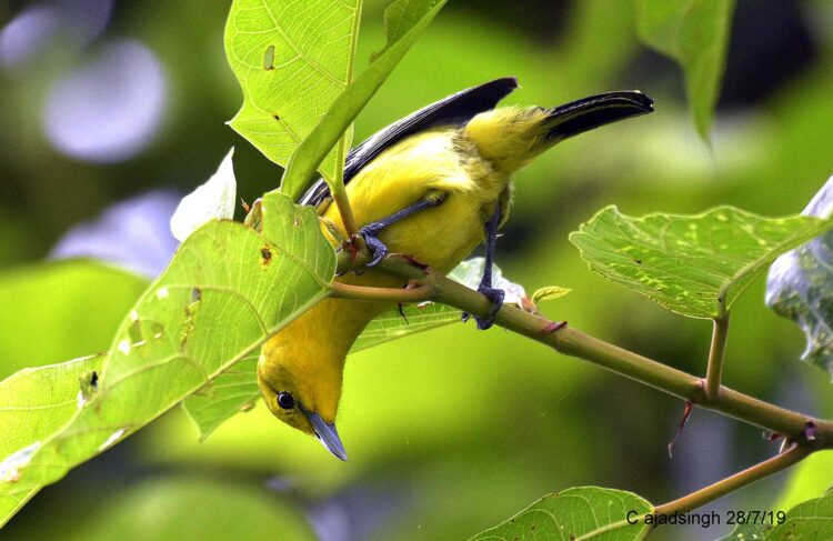 Common Iora सौबिगा (नर), चित्र सर्वाधिकार: आजाद सिंह, © Ajad Singh, सरयू नदी का कछार,माझा, अयोध्या, फैजाबाद, उत्तर प्रदेश, July 28, 2019