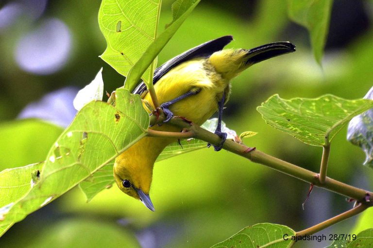 Common Iora सौबिगा (नर), चित्र सर्वाधिकार: आजाद सिंह, © Ajad Singh, सरयू नदी का कछार,माझा, अयोध्या, फैजाबाद, उत्तर प्रदेश, July 28, 2019