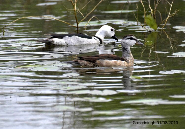 Cotton Teal गिर्री (जोड़ा), चित्र सर्वाधिकार: आजाद सिंह, © Ajad Singh, सरयू नदी का कछार,माझा, अयोध्या, फैजाबाद, उत्तर प्रदेश, August 01, 2019