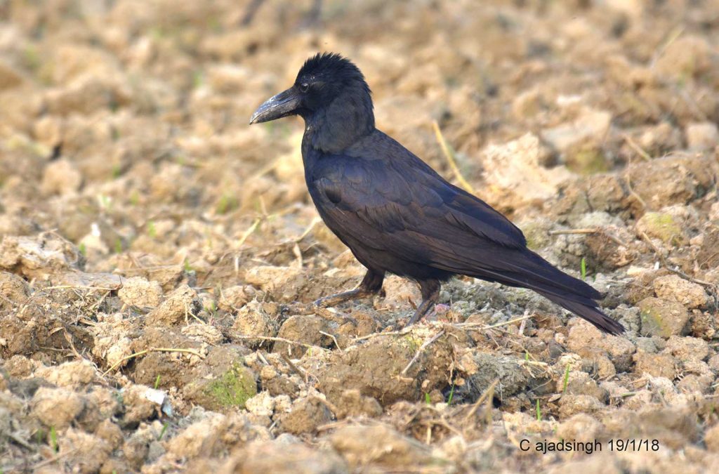 Large-billed Crow जंगली कौवा, चित्र सर्वाधिकार: आजाद सिंह, © Ajad Singh, सरयू नदी का कछार,माझा, अयोध्या, उत्तर प्रदेश, January 19, 2018