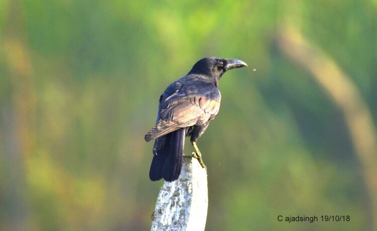 Large-billed Crow जंगली कौवा, चित्र सर्वाधिकार: आजाद सिंह, © Ajad Singh, सरयू नदी का कछार,माझा, अयोध्या, उत्तर प्रदेश, January 19, 2018