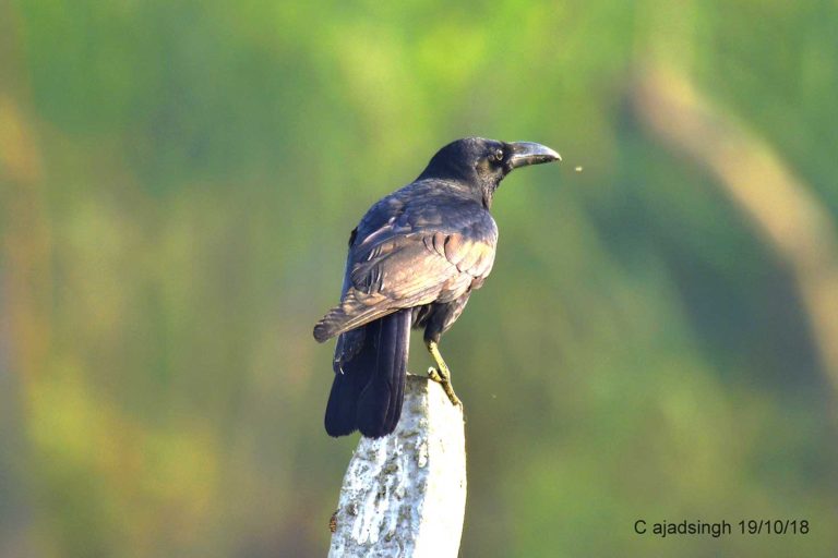 Large-billed Crow जंगली कौवा, चित्र सर्वाधिकार: आजाद सिंह, © Ajad Singh, सरयू नदी का कछार,माझा, अयोध्या, उत्तर प्रदेश, January 19, 2018