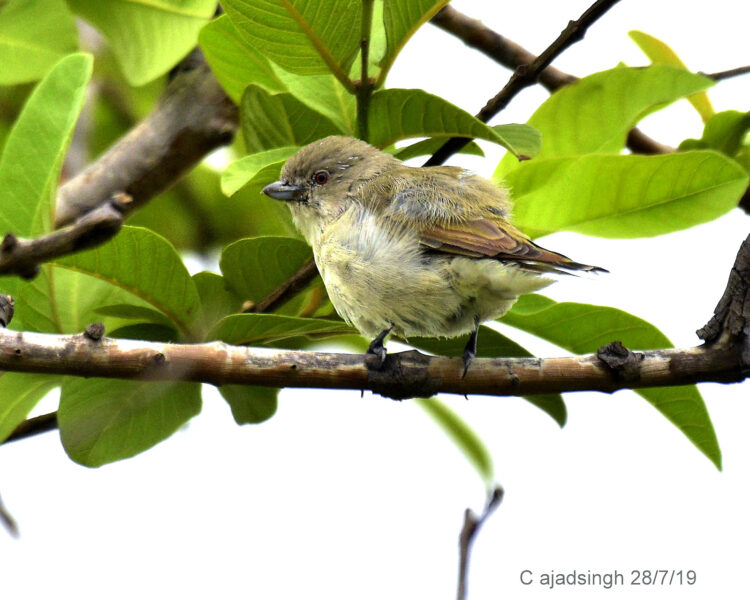 Thick-Billed Flower Pecker फुलसुंघी, चित्र सर्वाधिकार: आजाद सिंह, © Ajad Singh, सरयू नदी का कछार,माझा, अयोध्या, फैजाबाद, उत्तर प्रदेश, July 28, 2019