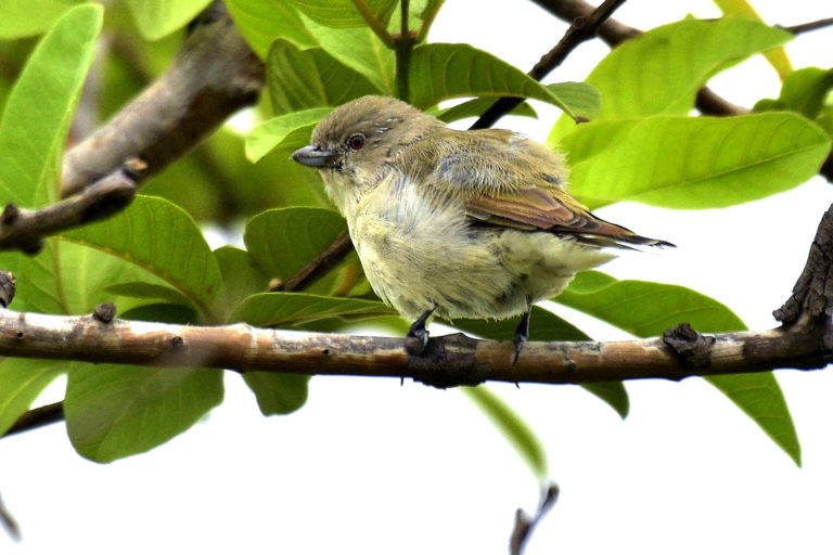 Thick-Billed Flower Pecker फुलसुंघी, चित्र सर्वाधिकार: आजाद सिंह, © Ajad Singh, सरयू नदी का कछार,माझा, अयोध्या, फैजाबाद, उत्तर प्रदेश, July 28, 2019