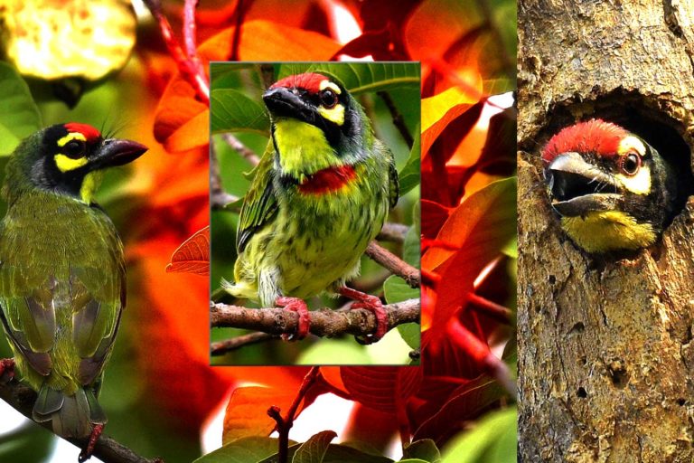 Coppersmith Barbet छोटा बसंता, चित्र सर्वाधिकार: आजाद सिंह, © Ajad Singh, सरयू नदी का कछार,माझा, अयोध्या, उत्तर प्रदेश, August 25, 2019, May 10, 2019