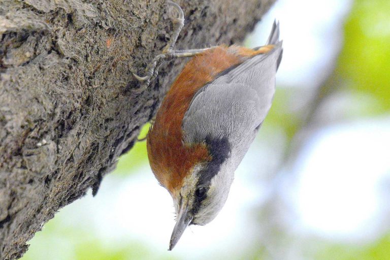 Indian Nuthatch, सिरी, ललपेटी कठफोरिया, चित्र सर्वाधिकार: आजाद सिंह, © Ajad Singh, सरयू नदी का कछार,माझा, अयोध्या, उत्तर प्रदेश, June 29, 2019