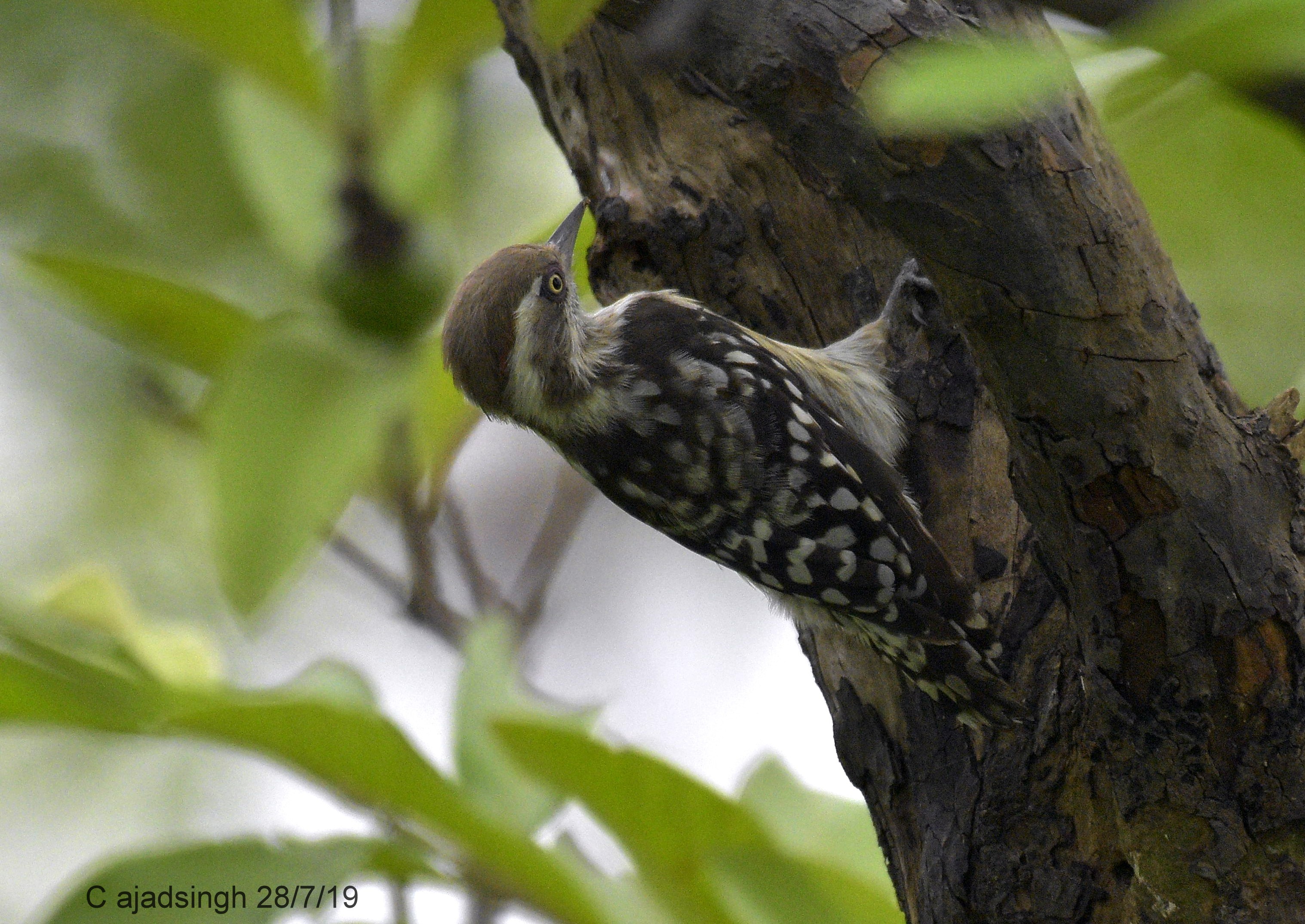 Indian Pygmy Woodpecker छोटा कठफोड़वा