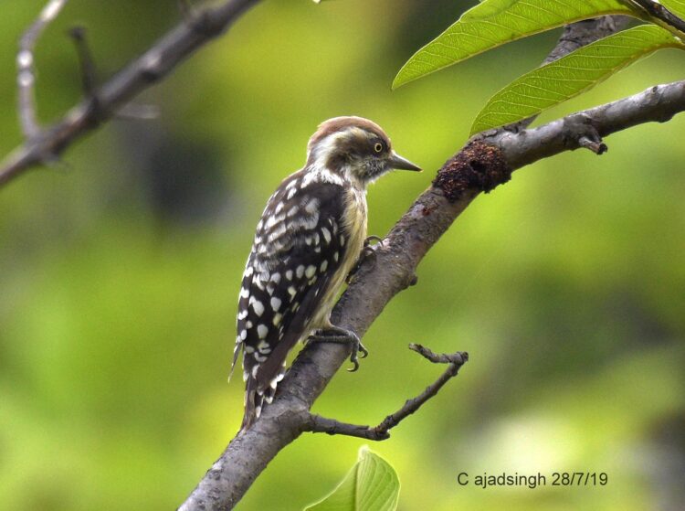 Indian Pygmy Woodpecker छोटा कठफोड़वा