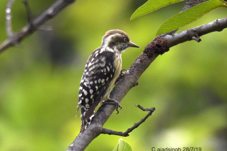 Indian Pygmy Woodpecker छोटा कठफोड़वा