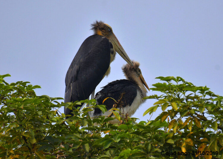 Lesser Adjutant चंदियार शिशु के साथ नीड़ में। चित्र सर्वाधिकार: आजाद सिंह, © Ajad Singh, कदुवा-दियारा, नौगछिया, भागलपुर, बिहार, October 31, 2019