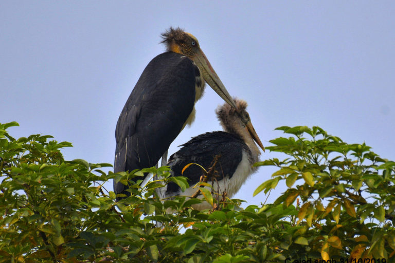 Lesser Adjutant चंदियार शिशु के साथ नीड़ में। चित्र सर्वाधिकार: आजाद सिंह, © Ajad Singh, कदुवा-दियारा, नौगछिया, भागलपुर, बिहार, October 31, 2019