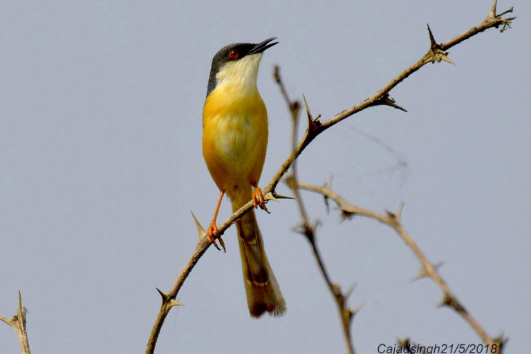 Ashy Prinia फुत्की। चित्र सर्वाधिकार: आजाद सिंह, © Ajad Singh, सरयू आर्द्र भूमि, माझा, अयोध्या, उत्तर प्रदेश, May 21, 2018