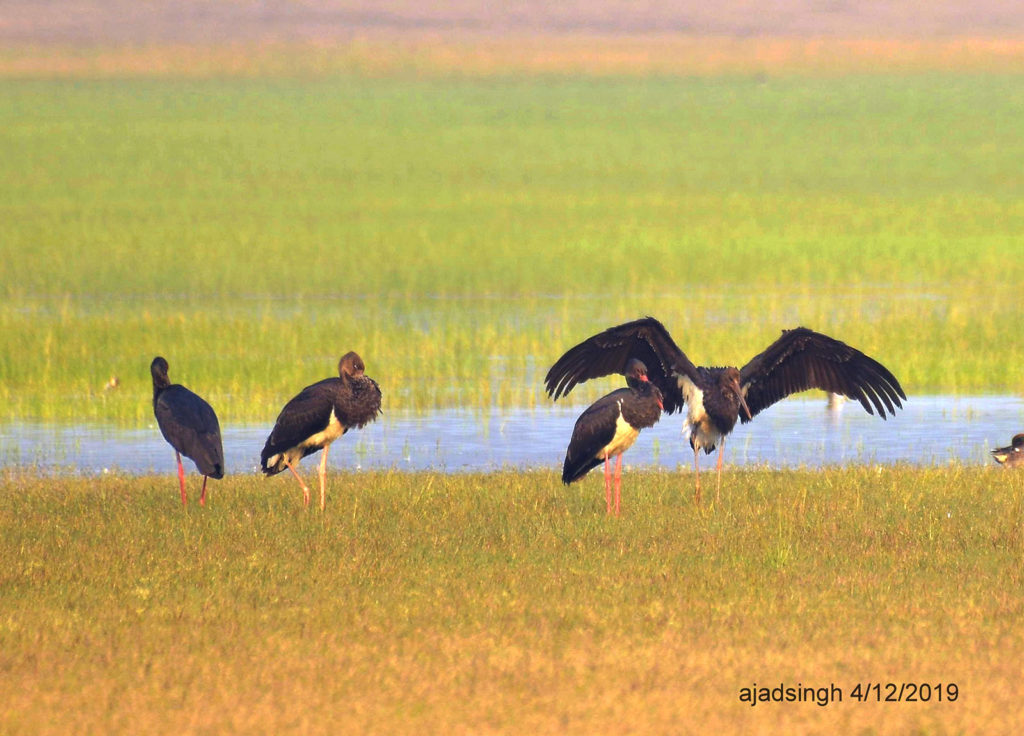 Black Stork कृष्ण महाबक। चित्र सर्वाधिकार: आजाद सिंह, © Ajad Singh, चित्र स्थान व दिनांक: खैरमान बंधा, पूर्वी सुहेलवा वन्य जीव अभ्यारण्य, बलरामपुर, उत्तर प्रदेश। December 04, 2019