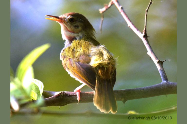 Common Tailorbird दर्जी। चित्र सर्वाधिकार: आजाद सिंह, © Ajad Singh, सरयू आर्द्र भूमि, माझा, अयोध्या, उत्तर प्रदेश, January 10, 2019