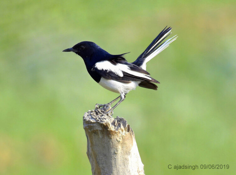 Oriental Magpie-robin दहियर। चित्र सर्वाधिकार: आजाद सिंह, © Ajad Singh, सरयू आर्द्र भूमि, माझा, अयोध्या, उत्तर प्रदेश, June06, 2019